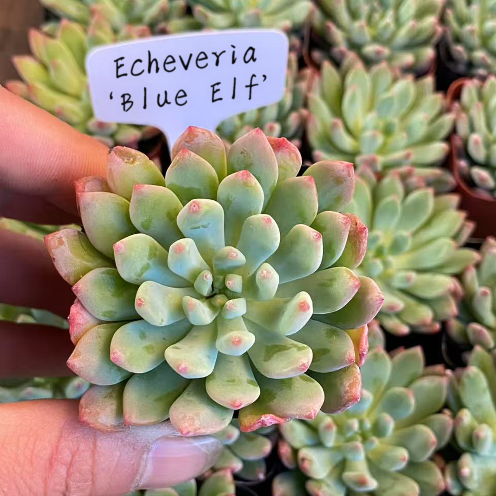 Echeveria 'Blue Elf' , Live Succulent Rooted in a 2-inch pot. Cute succulent plants, Beautiful potted plants, balcony Ornamental plant, colorful and cute.-DUOROU