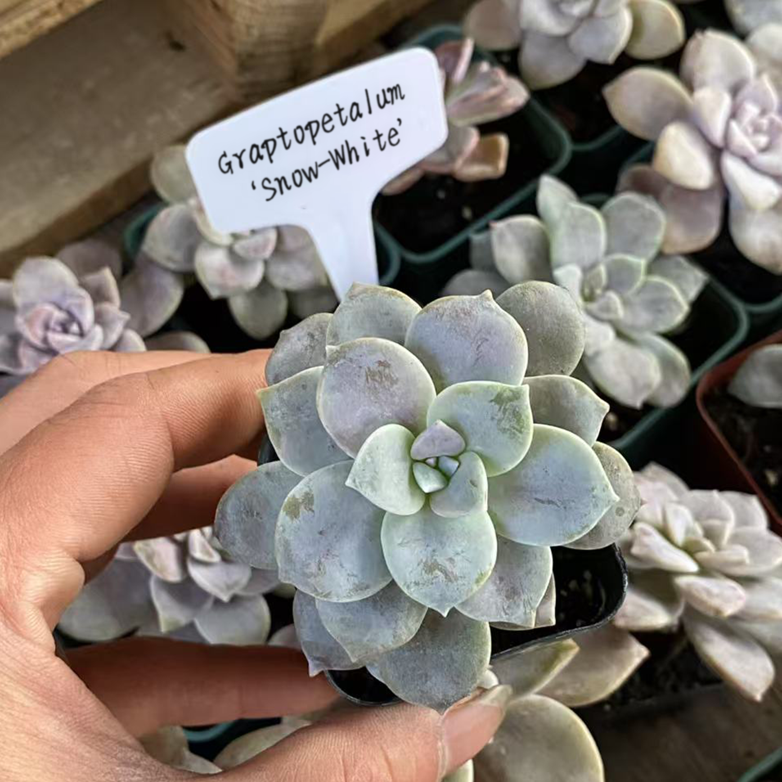 Graptopetalum ‘Snow-White’, Live Succulent Plants Rooted in a 2-inch pot. Cute collection of mini succulent plants to inspire, gift, and decorate.-DUOROU