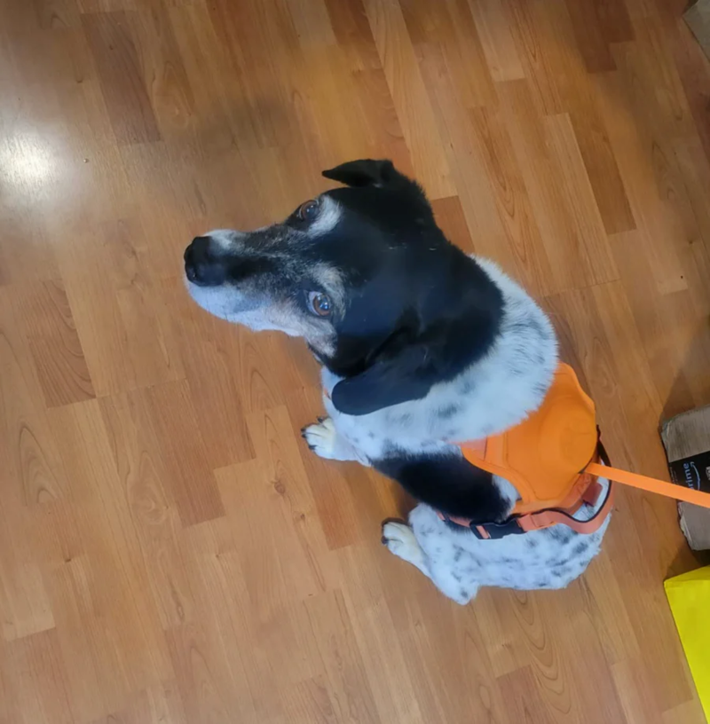 DoggyKings™ 3 in 1 Dog Harness with Built-In Leash