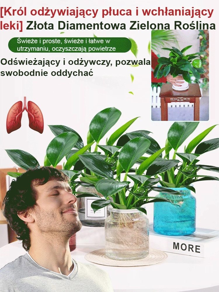 🔥Oczyść powietrze w pomieszczeniach i usuń toksyny z organizmu🔥