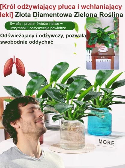 🔥Oczyść powietrze w pomieszczeniach i usuń toksyny z organizmu🔥