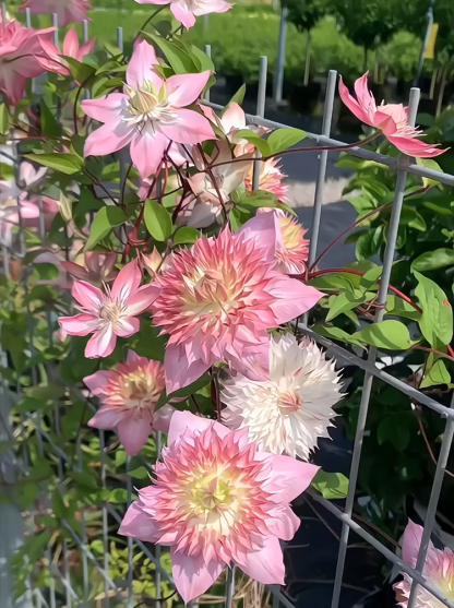 🌸Zasadź teraz, a już w kwietniu Twój ogród będzie zalany morzem kwitnących kwiatów! 🌸