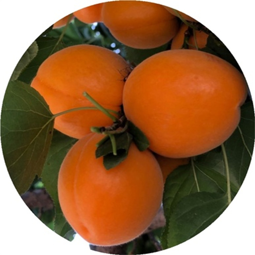 🔥Morela Imperialna Extra Large: Łatwe oczyszczanie organizmu🔥