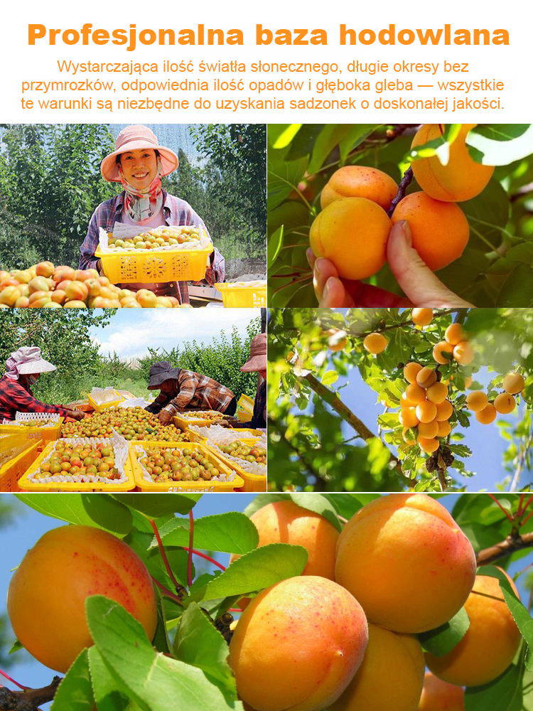 🔥Morela Imperialna Extra Large: Łatwe oczyszczanie organizmu🔥