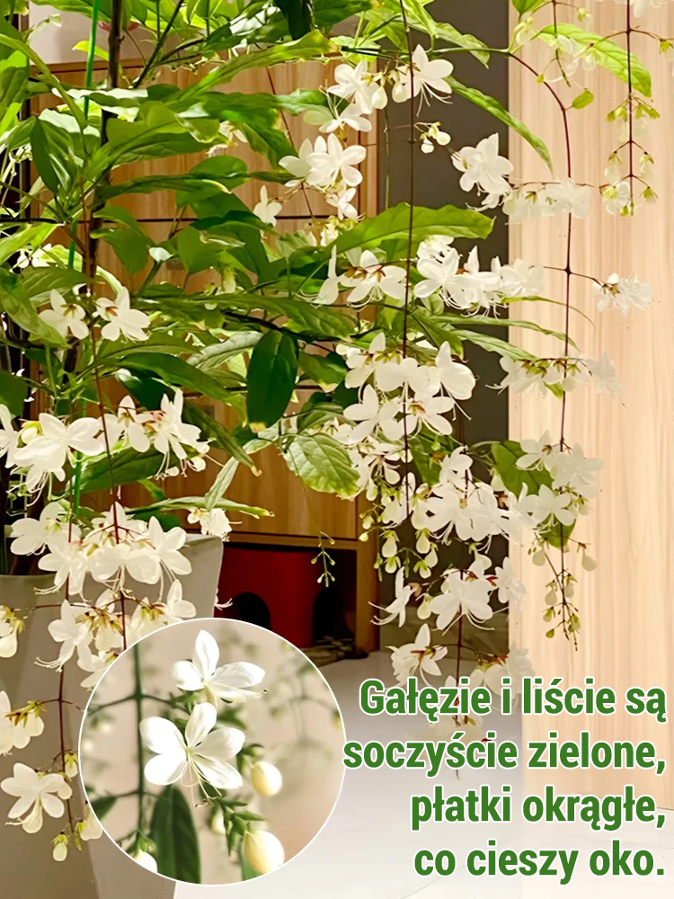 💐Pachnący i zwisający jaśmin– Wodospad Białych Kwiatów dla Twojego Domu i Ogrodu!