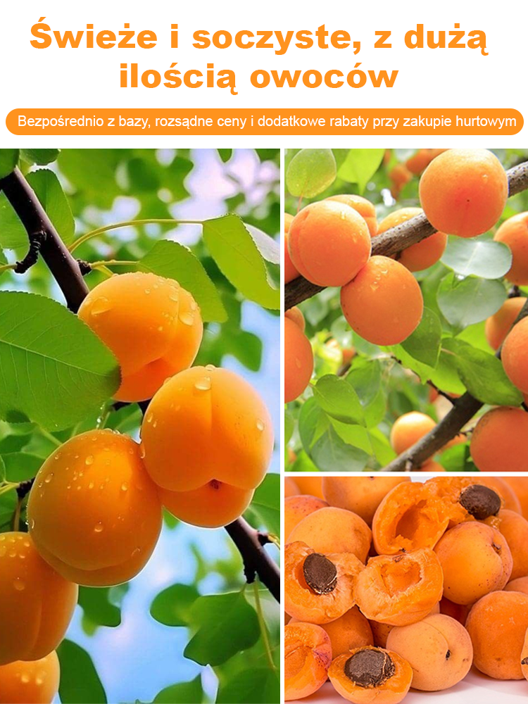 🔥Morela Imperialna Extra Large: Łatwe oczyszczanie organizmu🔥