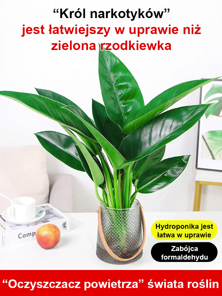 🔥Oczyść powietrze w pomieszczeniach i usuń toksyny z organizmu🔥