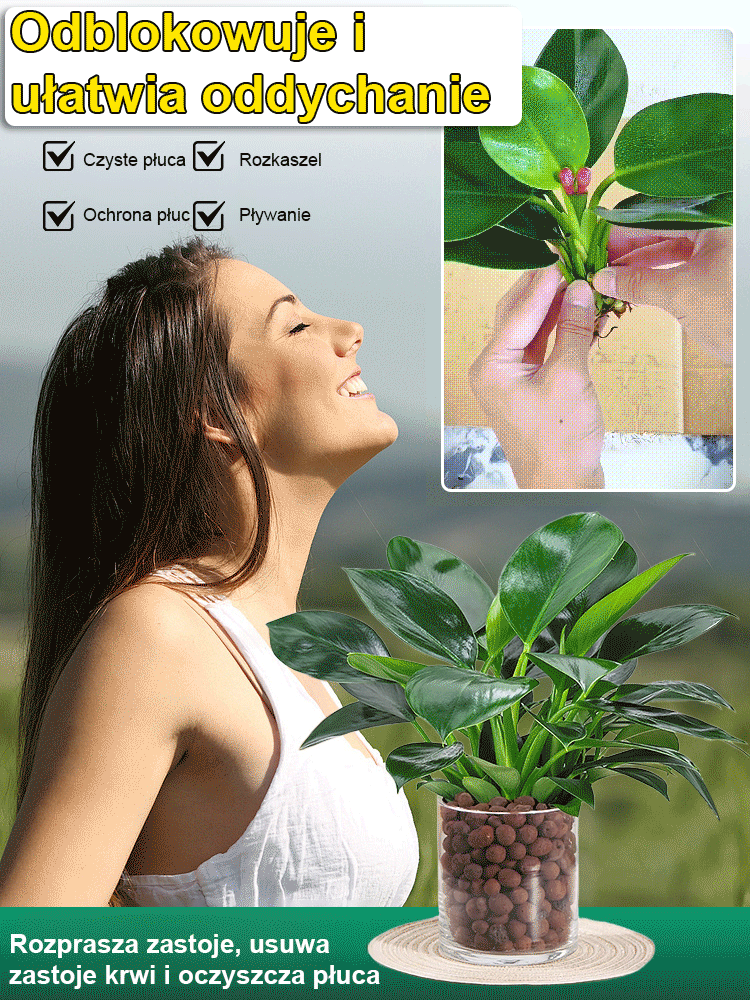 🔥Oczyść powietrze w pomieszczeniach i usuń toksyny z organizmu🔥