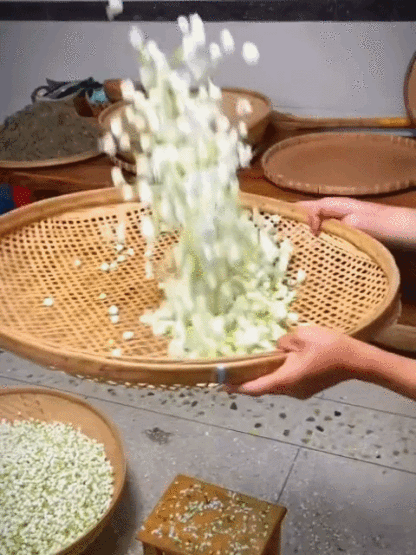 🌿 【Woń roznosząca się na tysiące mil】 Pełen aromatu wodospad jaśminowy, gdy rozkwita, można go poczuć na całej ulicy