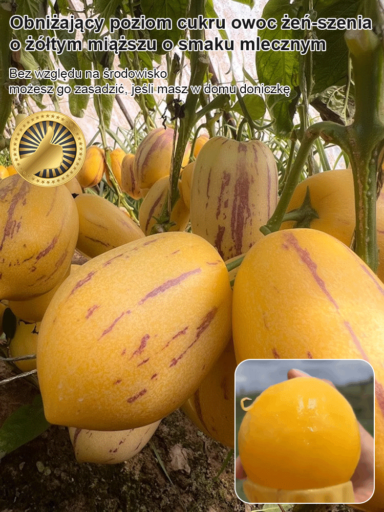 💪 Owoc żeń-szenia, znany również jako owoc długowieczności! Wystarczy posiać nasiona i podlać, a zacznie rosnąć.