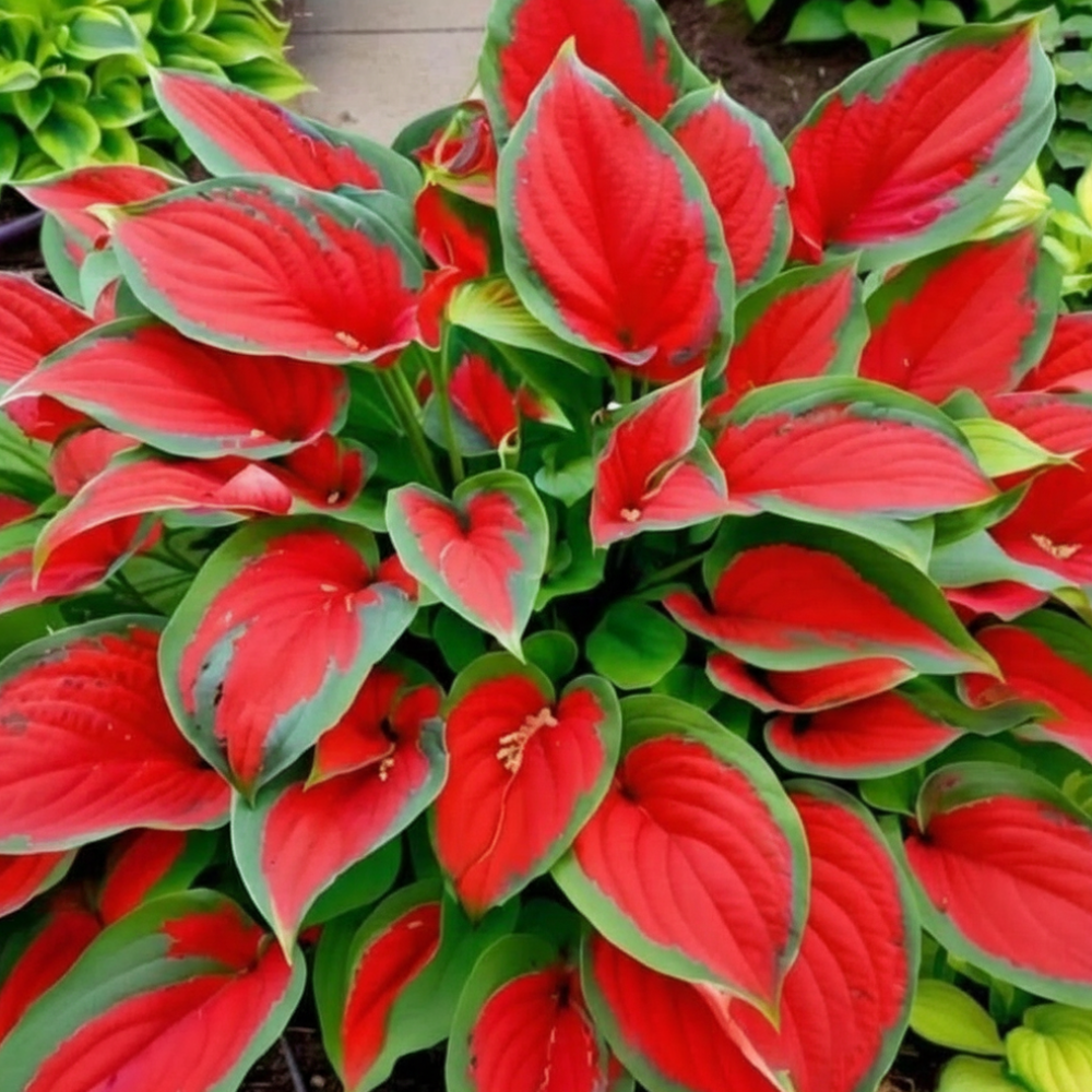 200 Pieces Of Variegated Red Hosta Plants For Garden