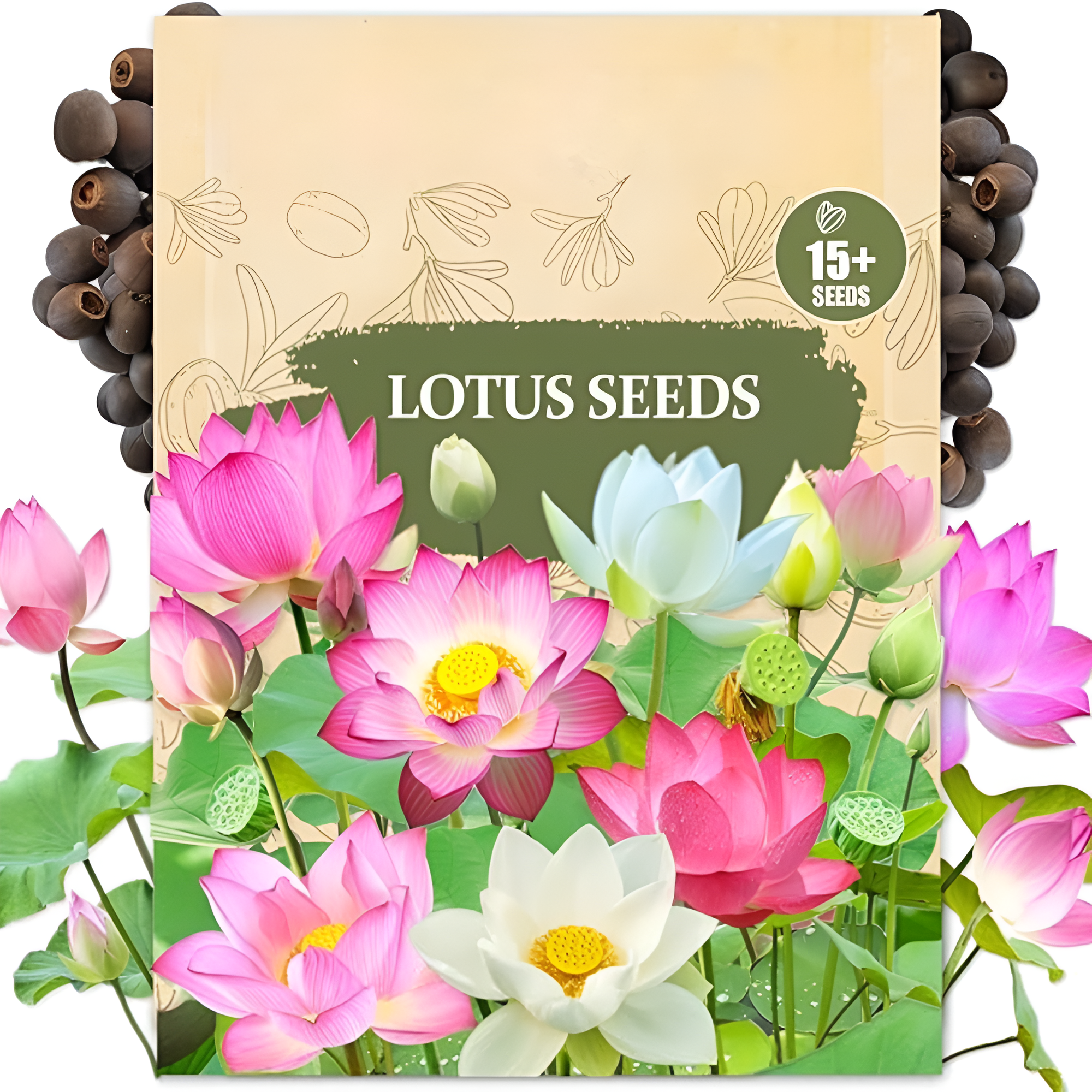 Lotus Seeds for Planting – 15 Pre-Cut Bonsai Lotus Flower Seeds in Water