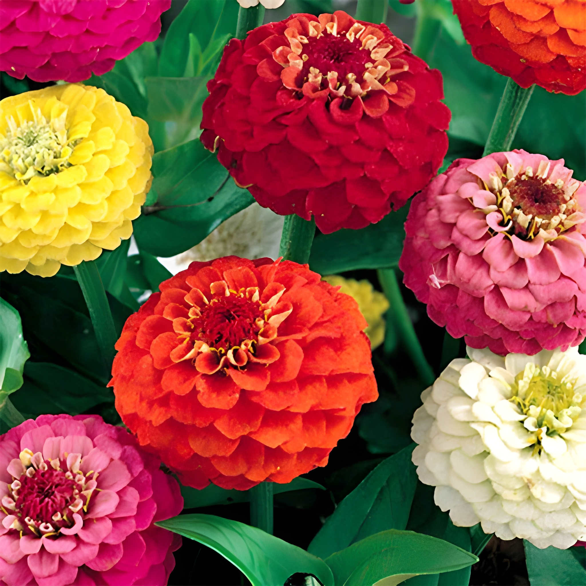 1000 Pieces Heirloom Nongmo Grown Zinnia Flower Seeds