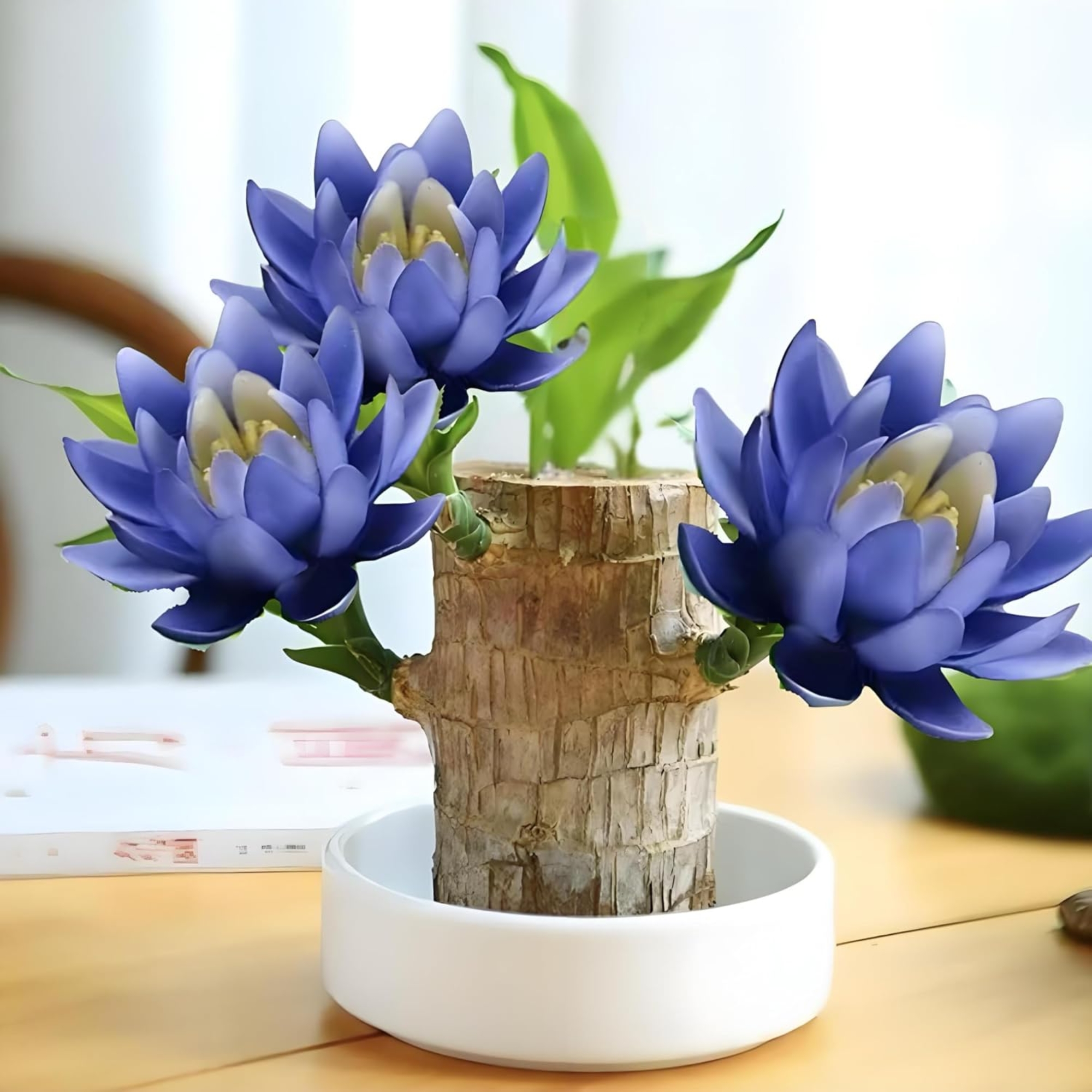 Lucky wooden plant, small houseplant, Brazilian wooden plants, about to germinate, office decorations