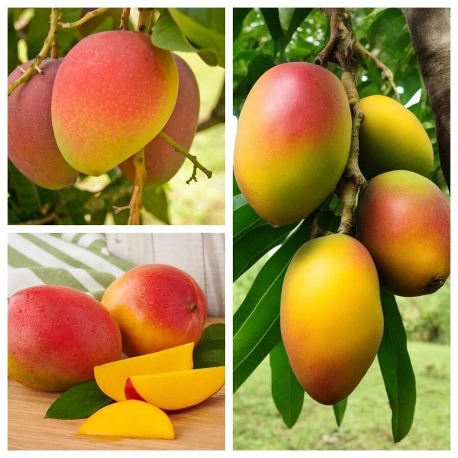 200pcs Mango Seeds Grain Delicious Fruit Juicy Fruity Rich Flavor High Yield Prosperous Production Delicate Edge - 200 - View 5