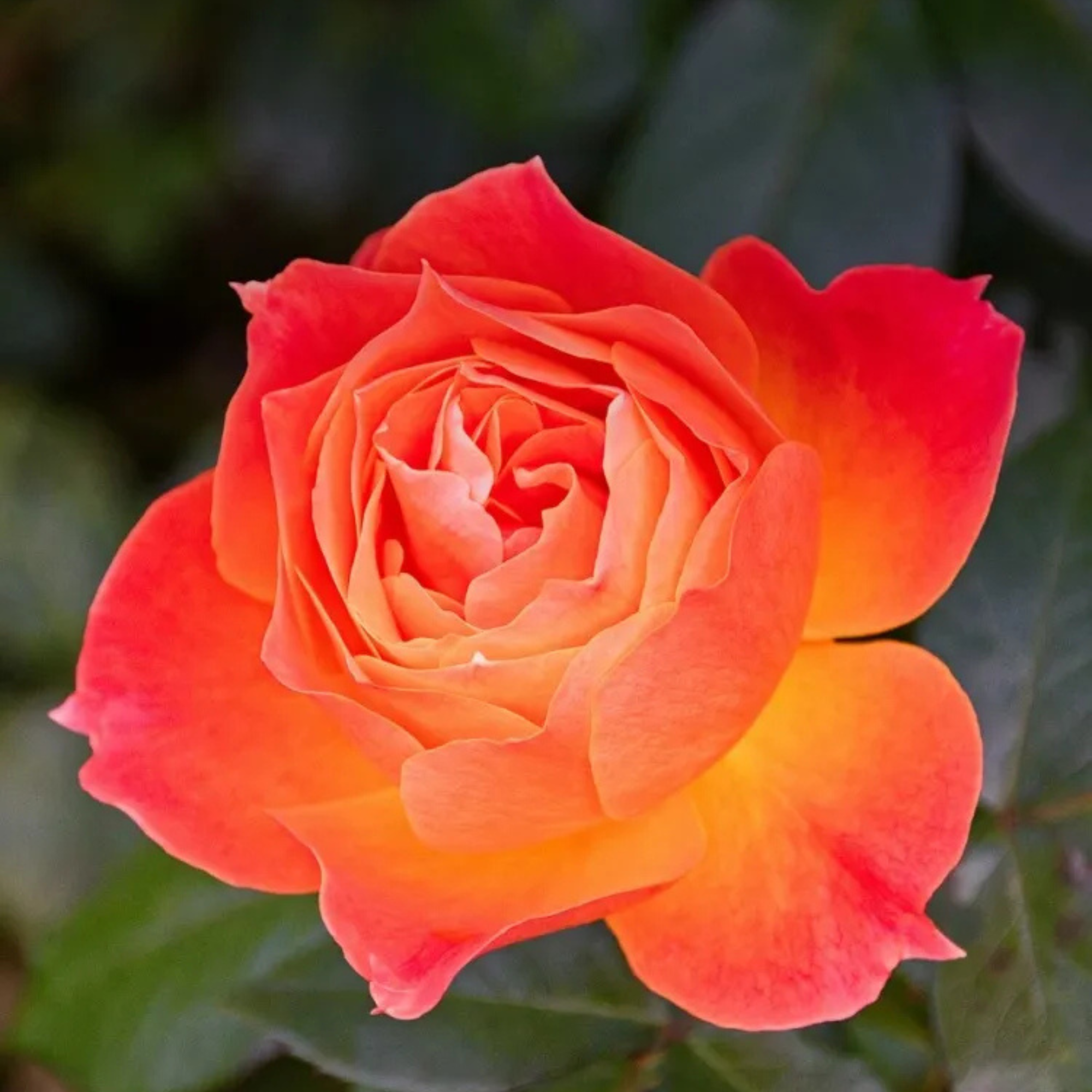 Mini Rose Flower Seeds For Small Garden Spaces
