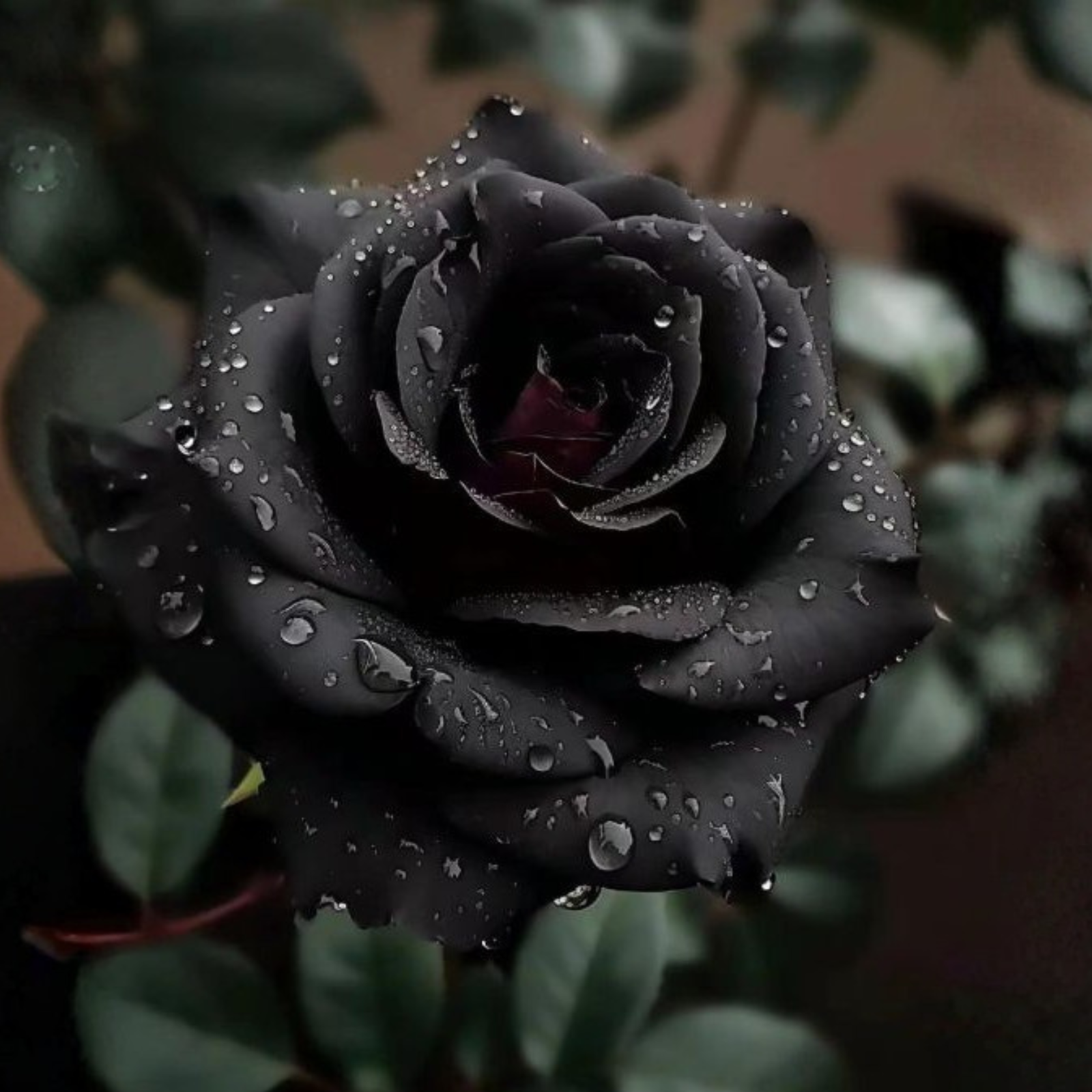 Exotic Black Rose Flower Seeds For Garden Landscaping