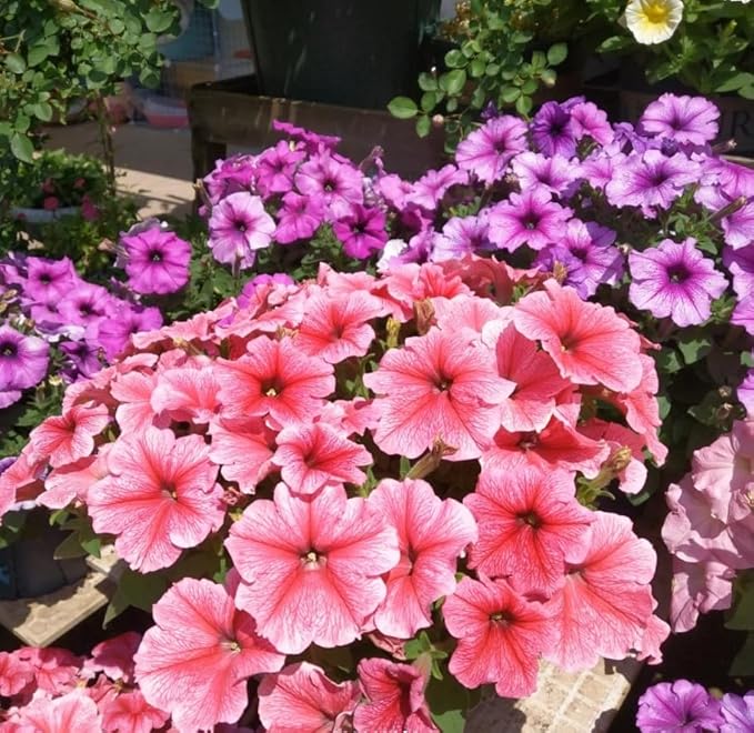 Mixed Calibrachoa Seeds