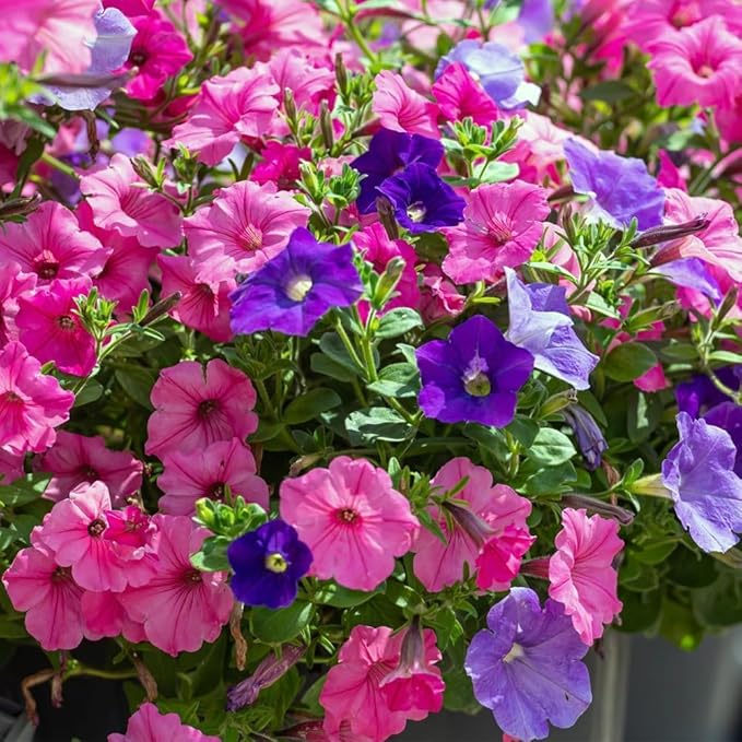 Garden Petunia Calibrachoa Mixed Seeds