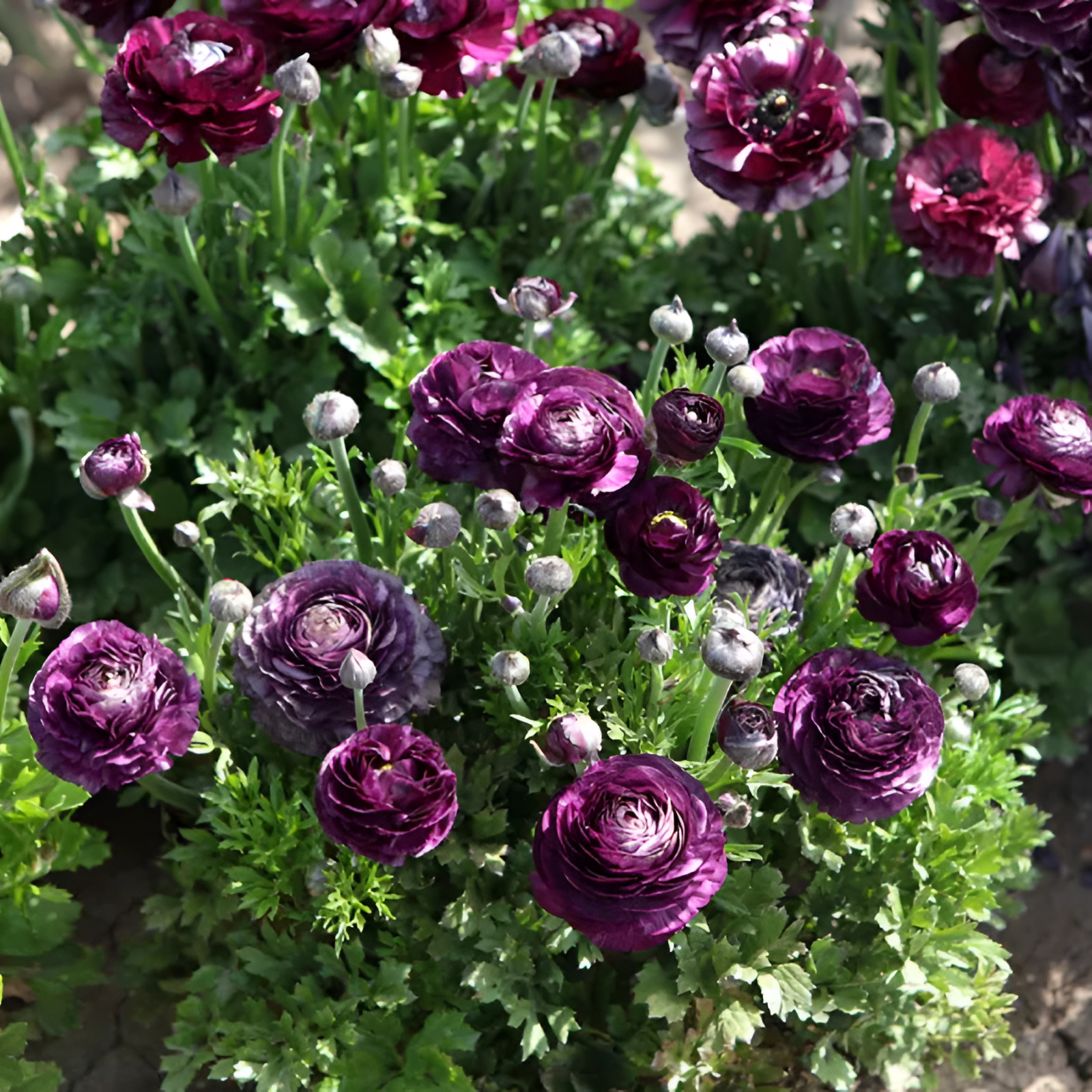 A Garden of Eternal Elegance