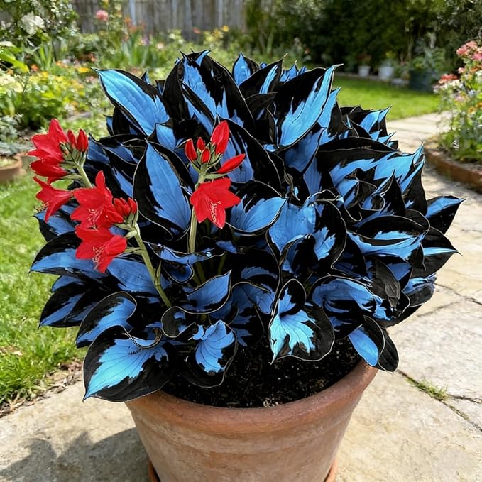 100 Blue Hosta Seeds
