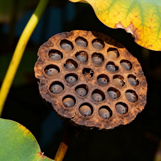 Lotus Seeds (30 Pcs) for Bonsai & Bowl Planting – Mixed Color Mini Aquatic Lotus