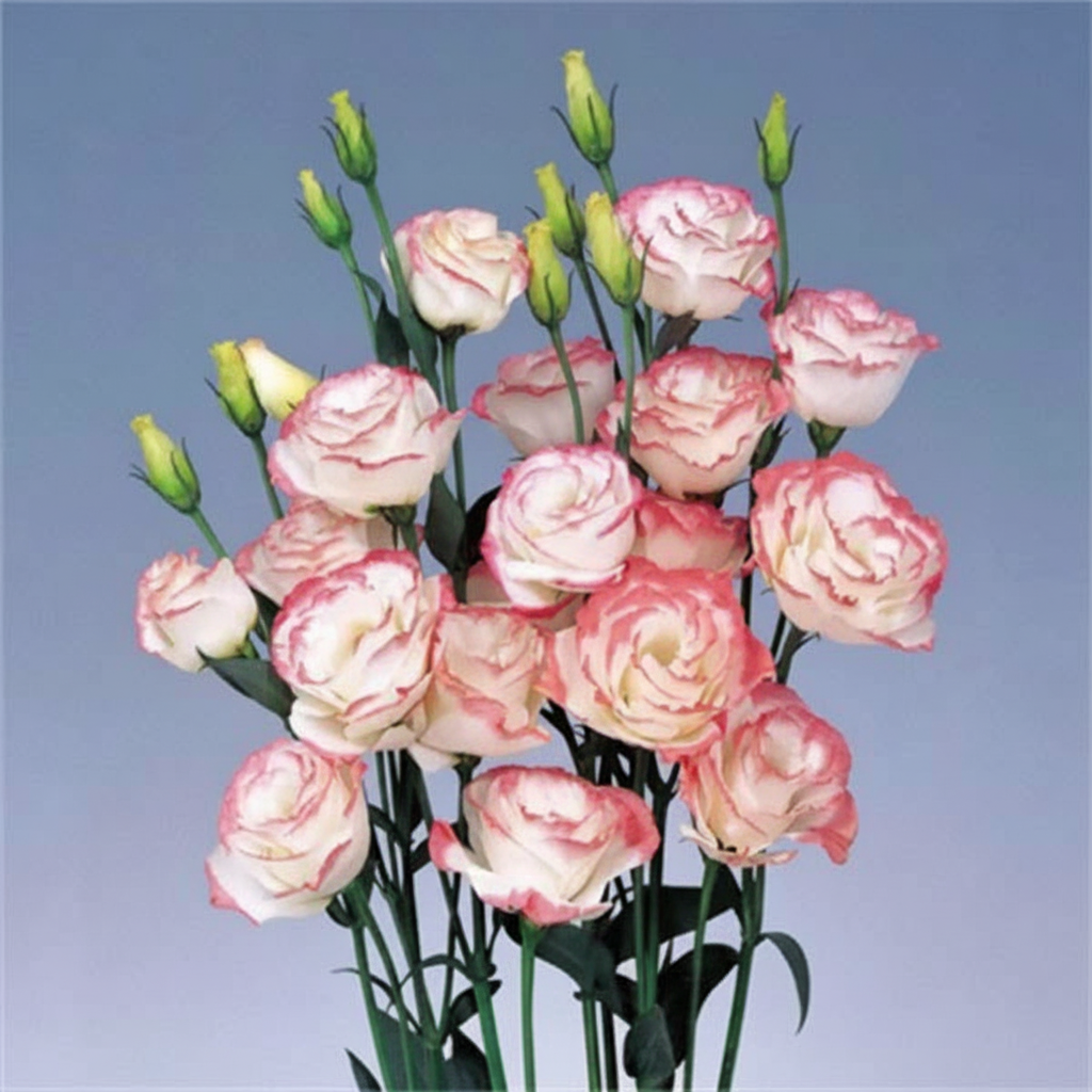 Lisianthus Grandiflorum Seeds