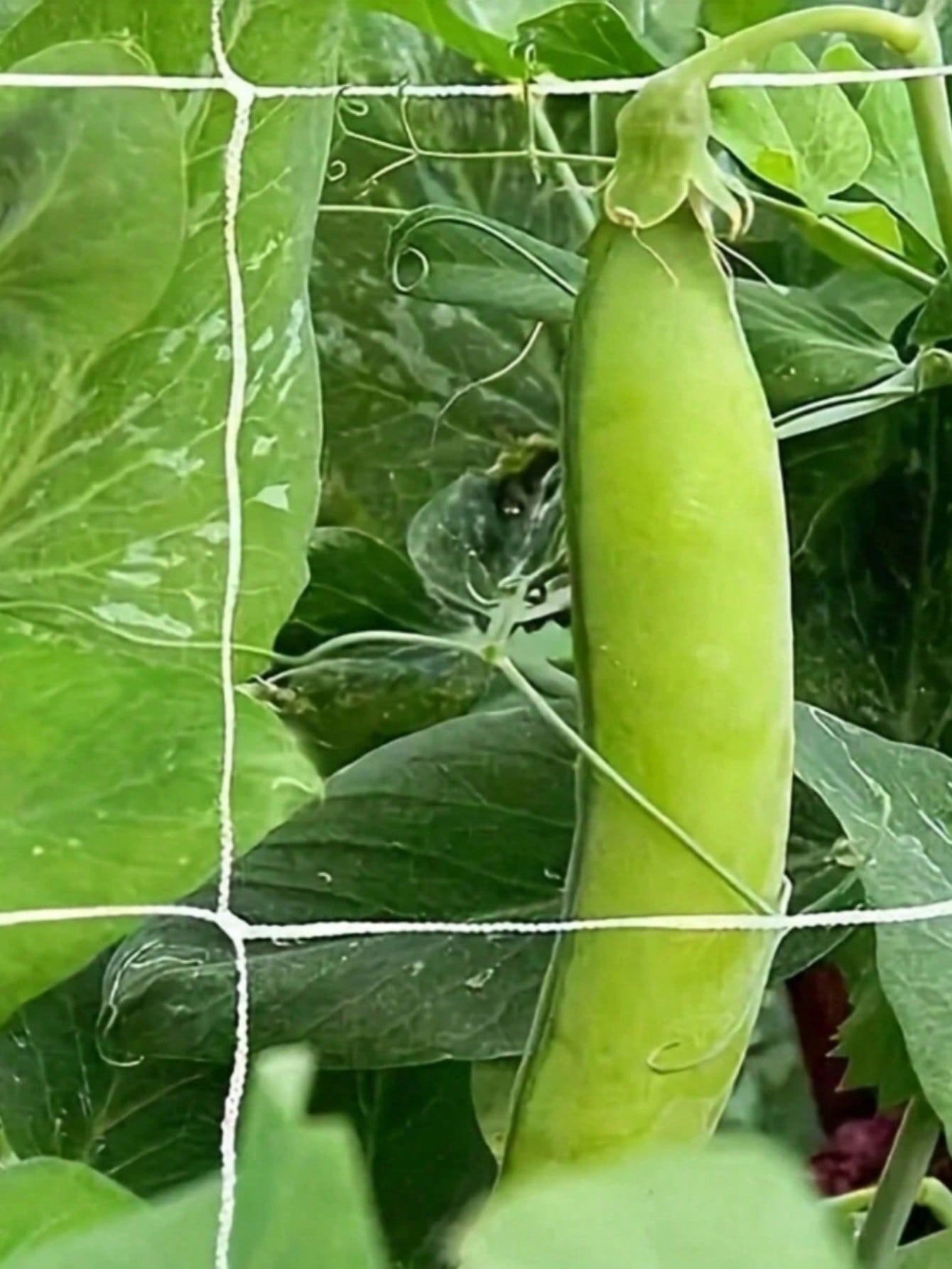Climbing Plant Support Net for Garden