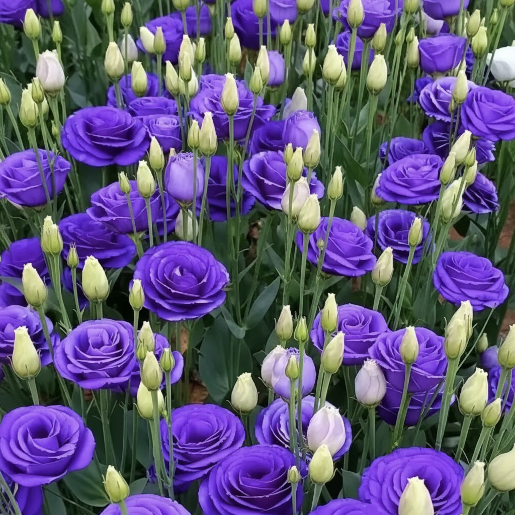 Lisianthus Grandiflorum Seeds