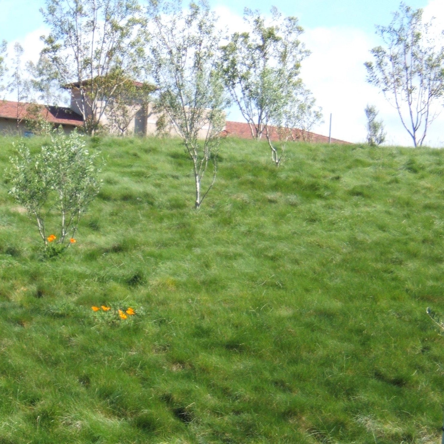 California Native No Mow Grass Seed  
