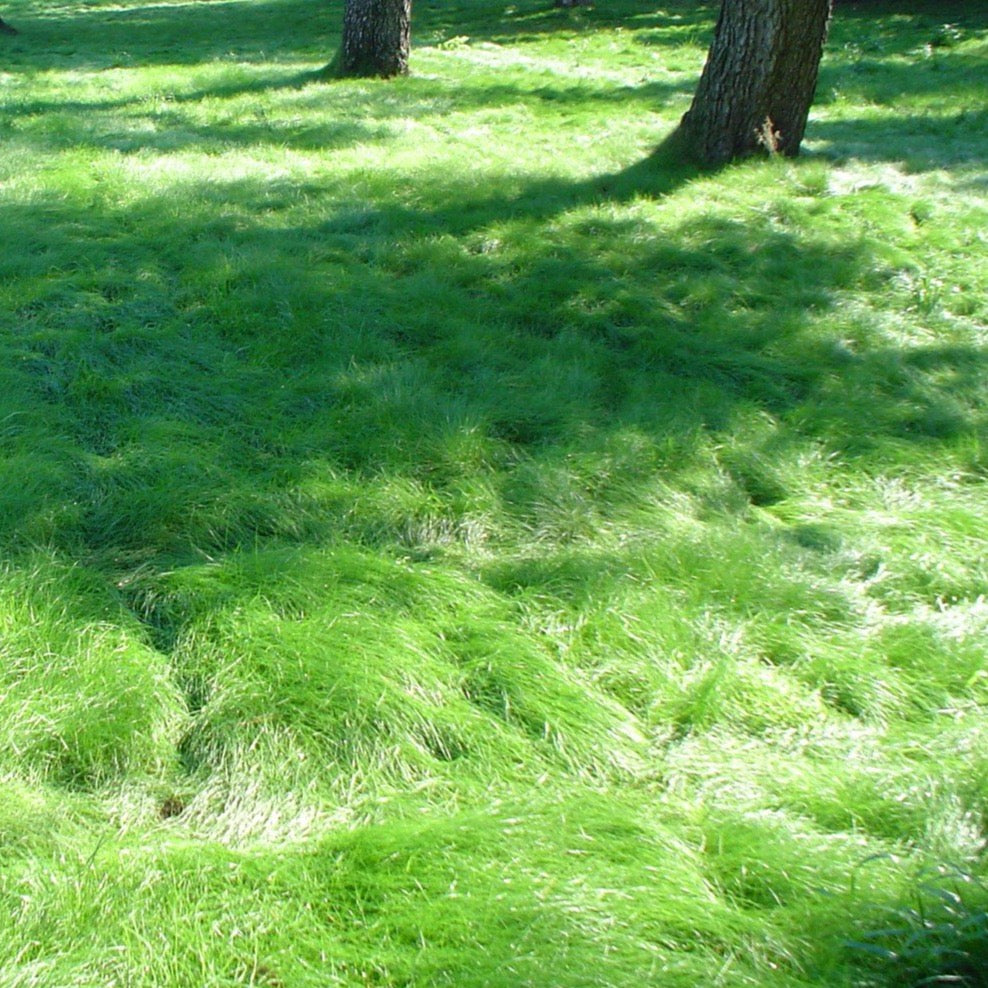 California Native No Mow Grass Seed  