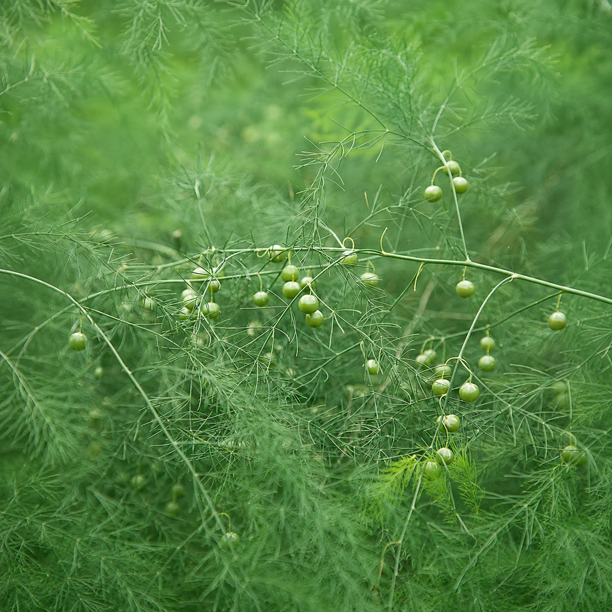 Asparagus Berries Green Garden Plant Seeds