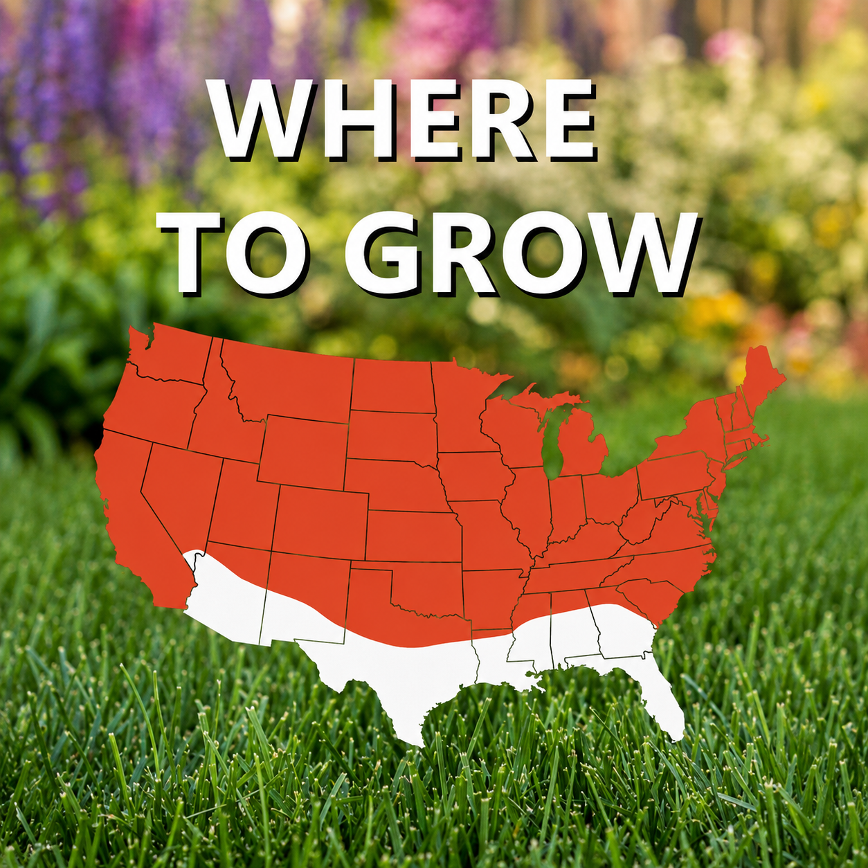 Heat And Drought Resistant Grass Seed For Lawns  