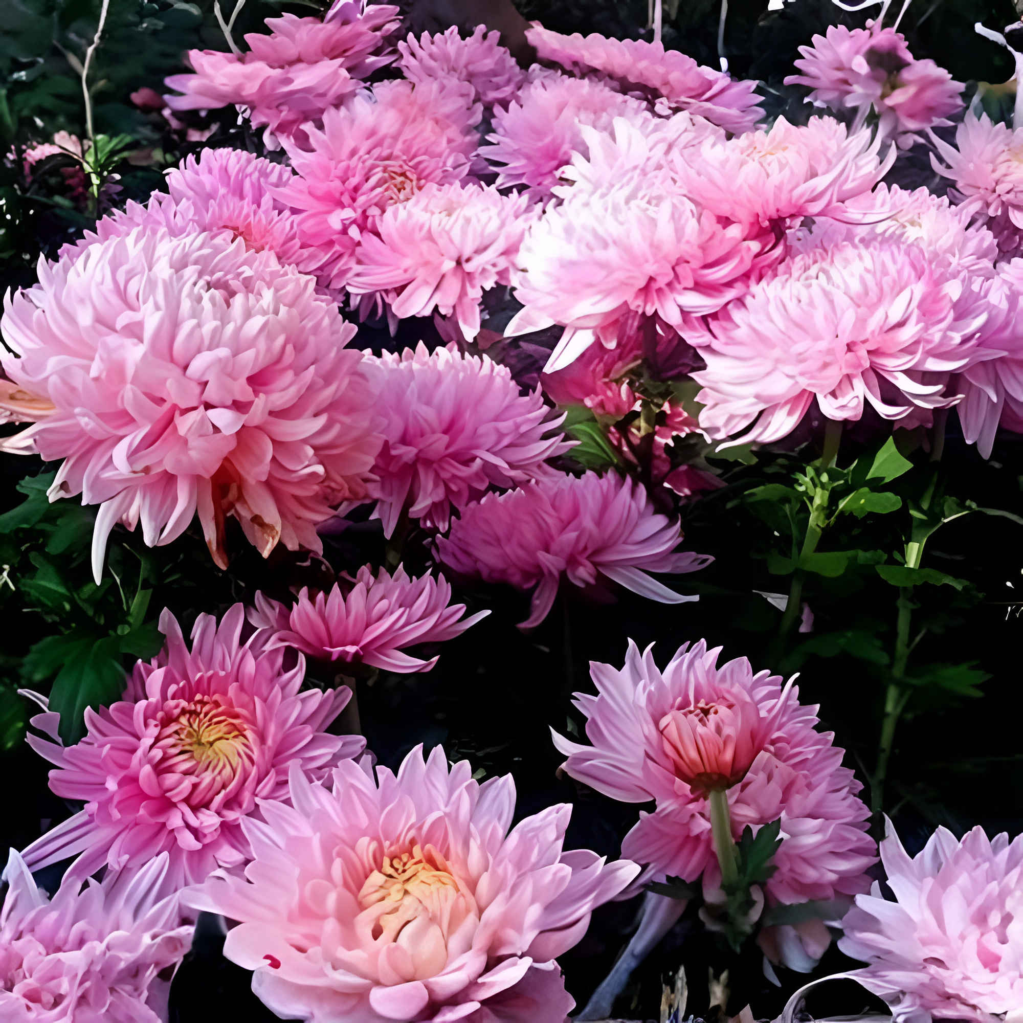 Pink Yellow Color French Marigold Seeds (Tagetes), Gorgeous Color, Beautiful Home Garden Flower Easy Grow