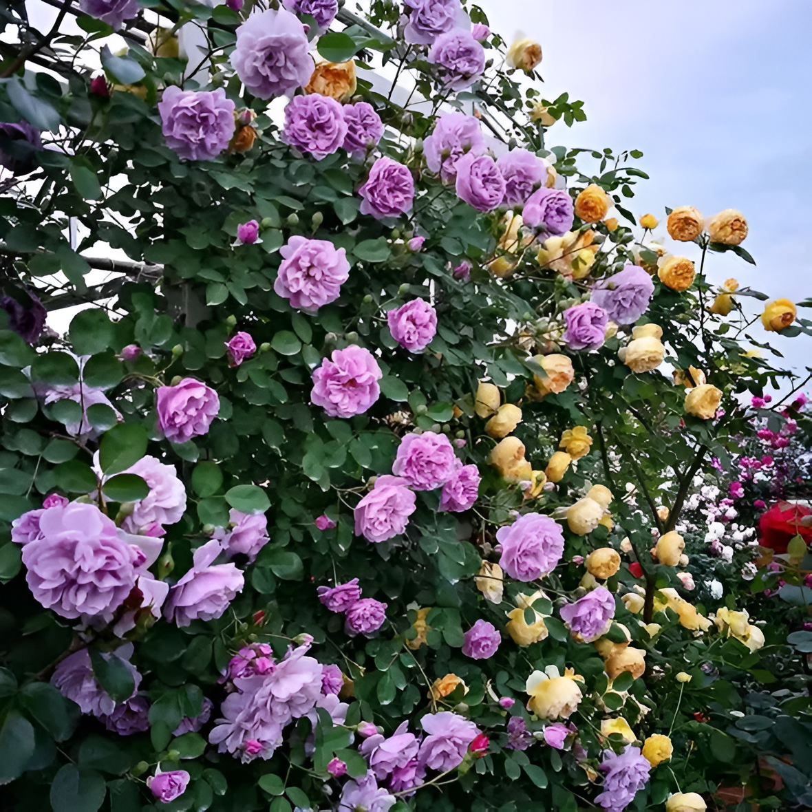Climbing Rose Flower Seeds For Trellis Fence And Garden Planting