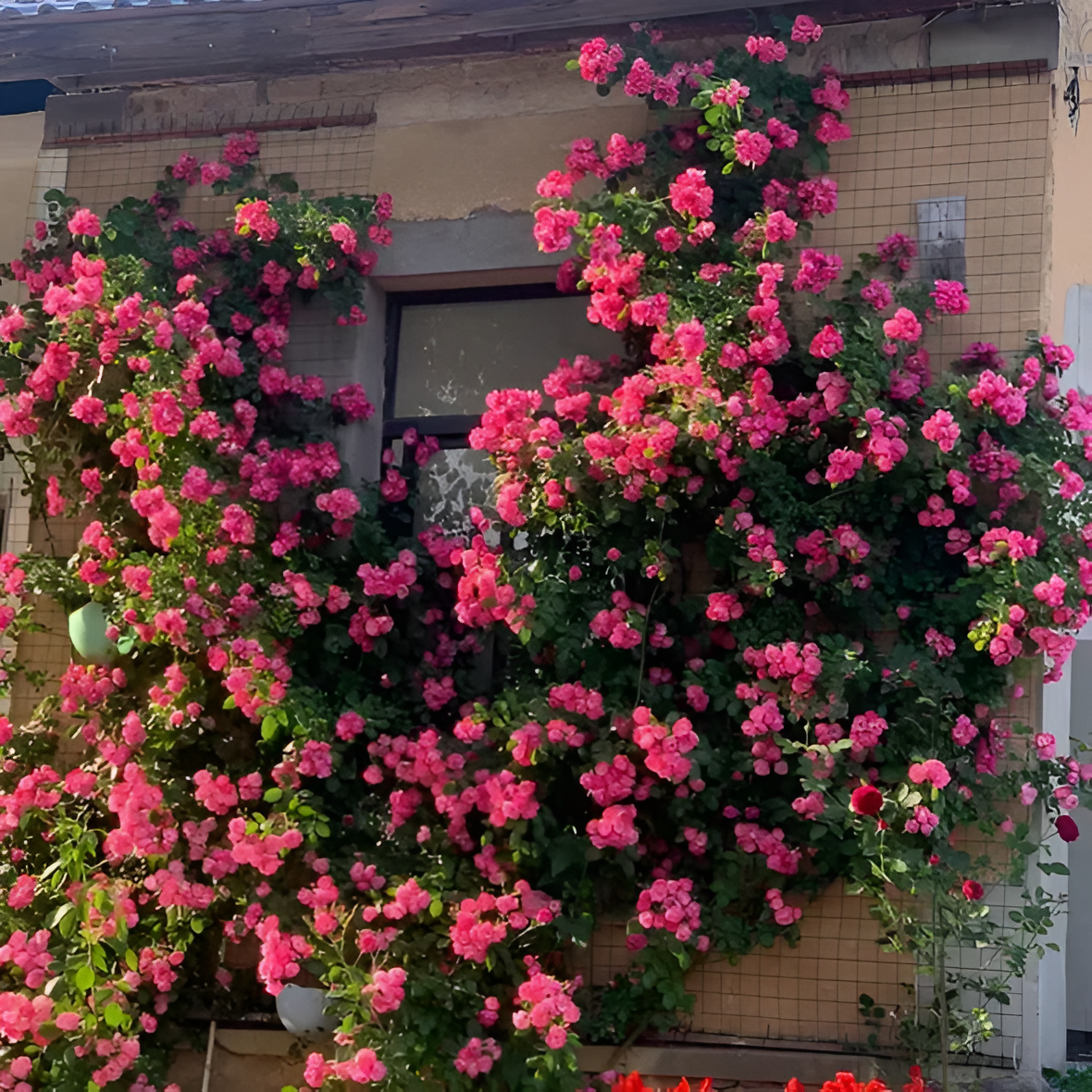 Climbing Rose Flower Seeds For Trellis Fence And Garden Planting