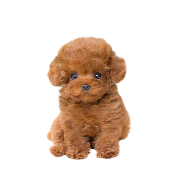 Realistic Teddy Dog Lucky