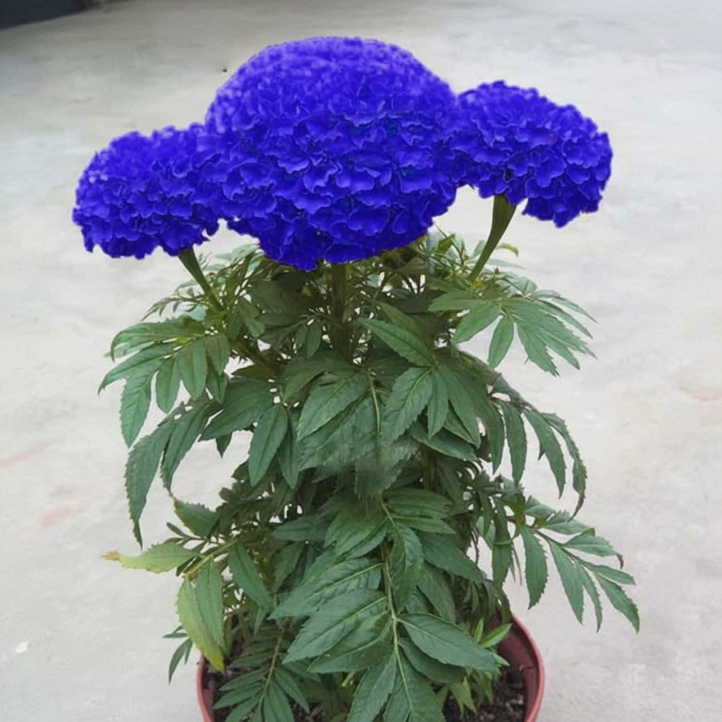 200 Pieces Blue Chrysanthemum Seeds