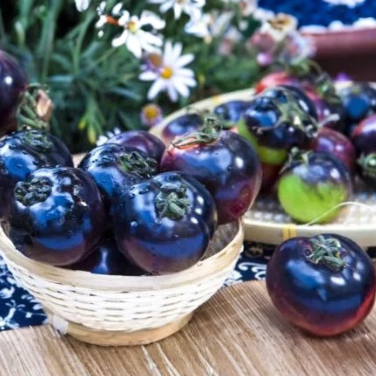 Black Tomato Garden Seeds For Gourmet Growing