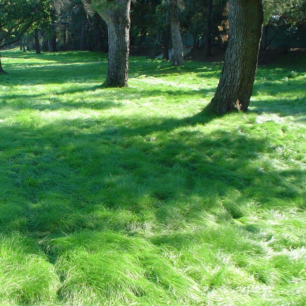California Native No Mow Grass Seed  