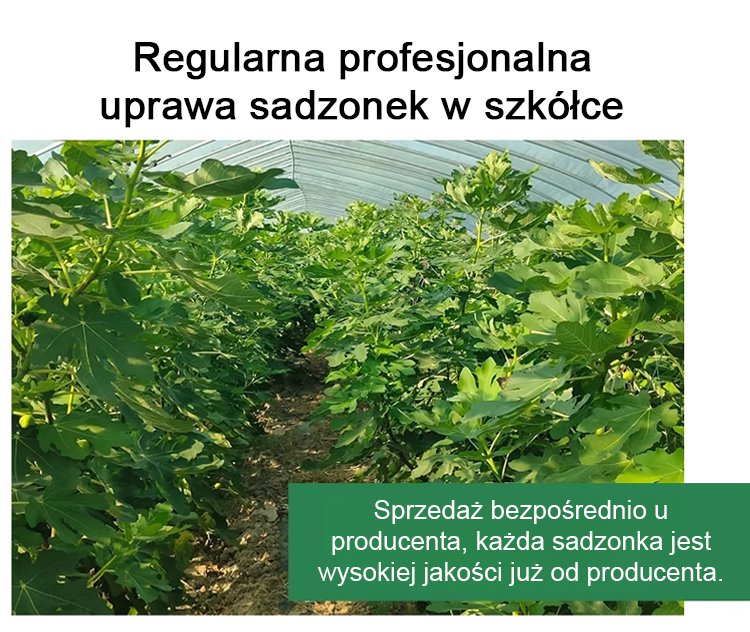 1_17.jpg