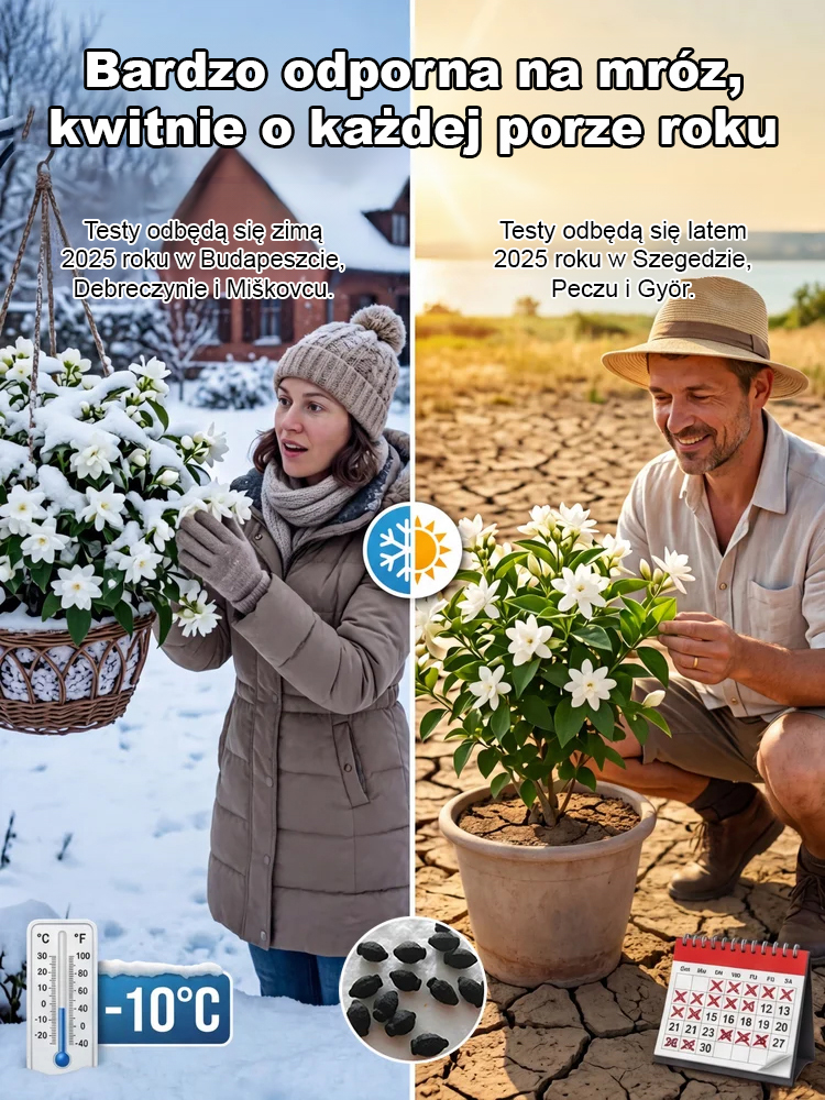 🎍Jaśmin — elegancki i pachnący, uwielbiony przez wszystkich! 🌸Zapomnij o odświeżaczach powietrza! Posadź go. ✨