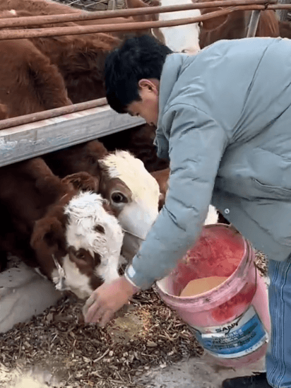 Jedna torba zwiększająca wagę o 500 kg: Skarb na przyspieszenie wzrostu wagi dla bydła, owiec i świń