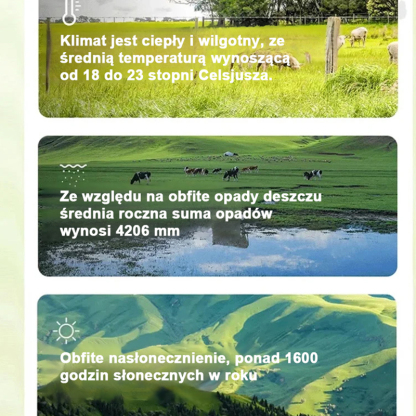 ✨Król Orzechów: Świeże Orzechy Makadamia (Naturalna Ochrona Serca i Mózgu) 