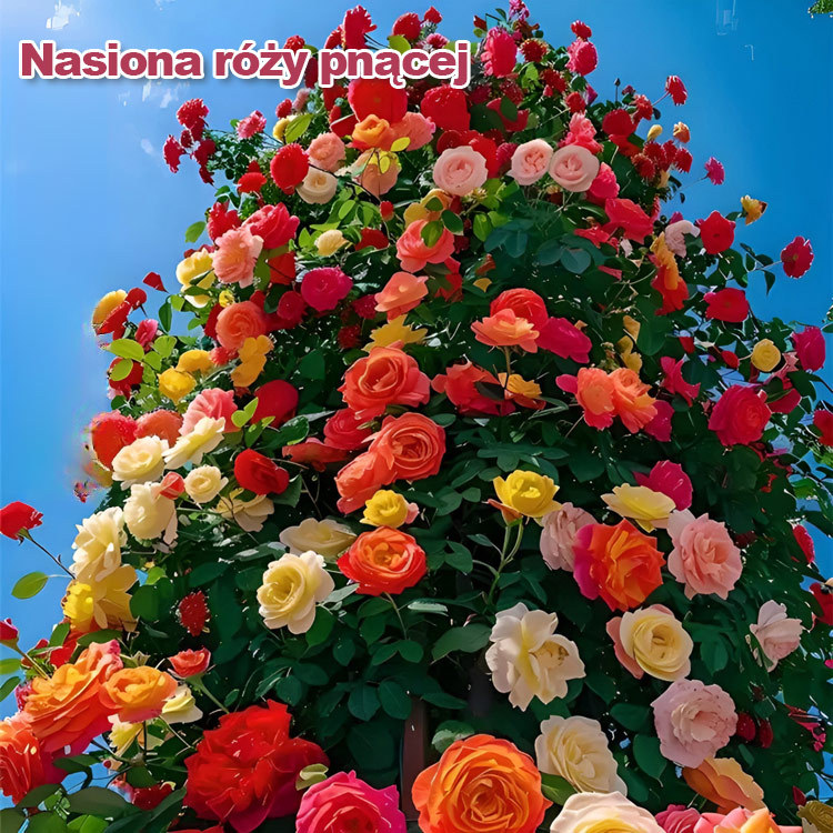 🌸 Posiej teraz, za 30 dni ciesz się morzem kwiatów!