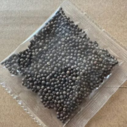 🌱America’s 250th - Premium Rare Hosta Seeds🌿