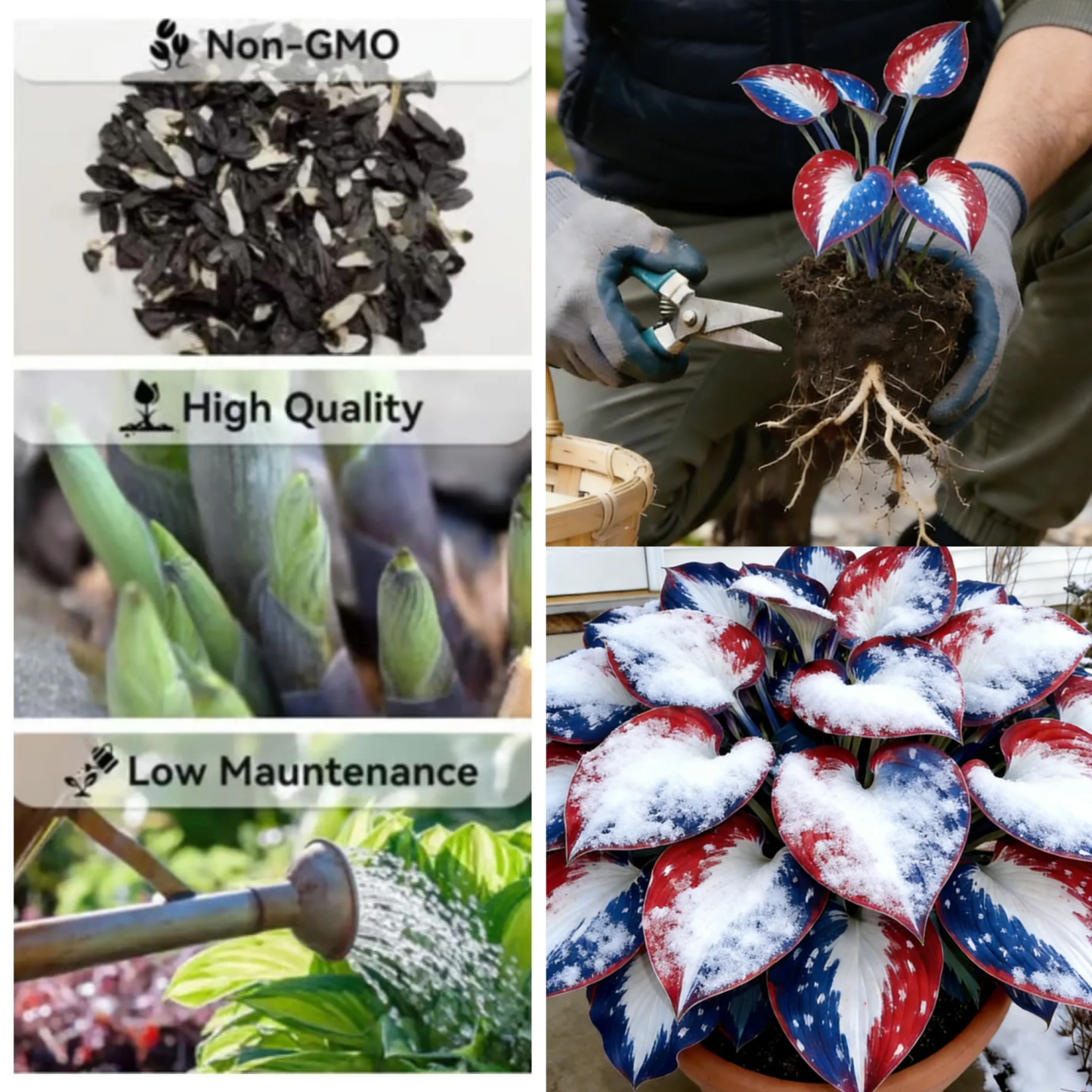 🌱America’s 250th - Premium Rare Hosta Seeds🌿