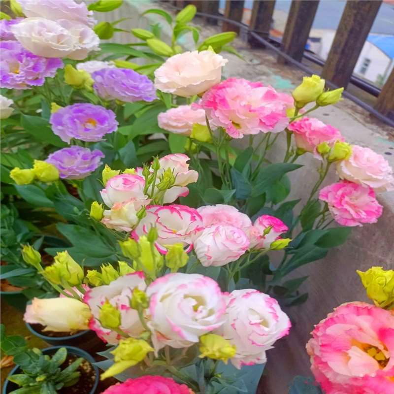 🌸 Lisianthus Seeds (Eustoma grandiflorum) — 200 Seeds per Pack