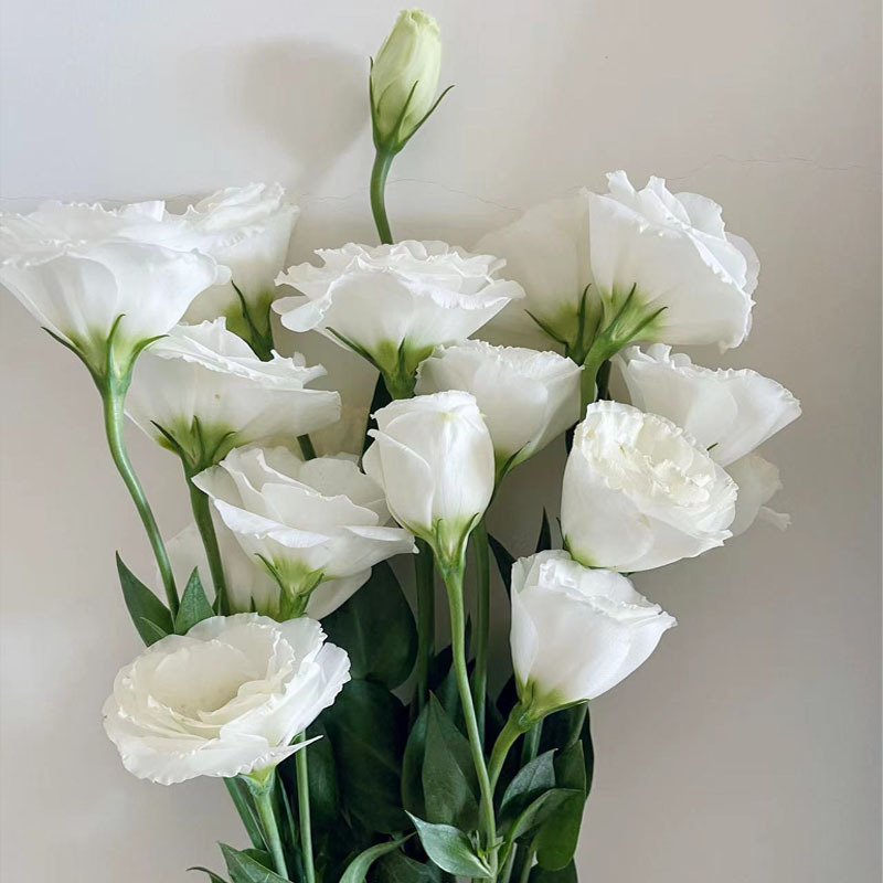 🌸 Lisianthus Seeds (Eustoma grandiflorum) — 200 Seeds per Pack