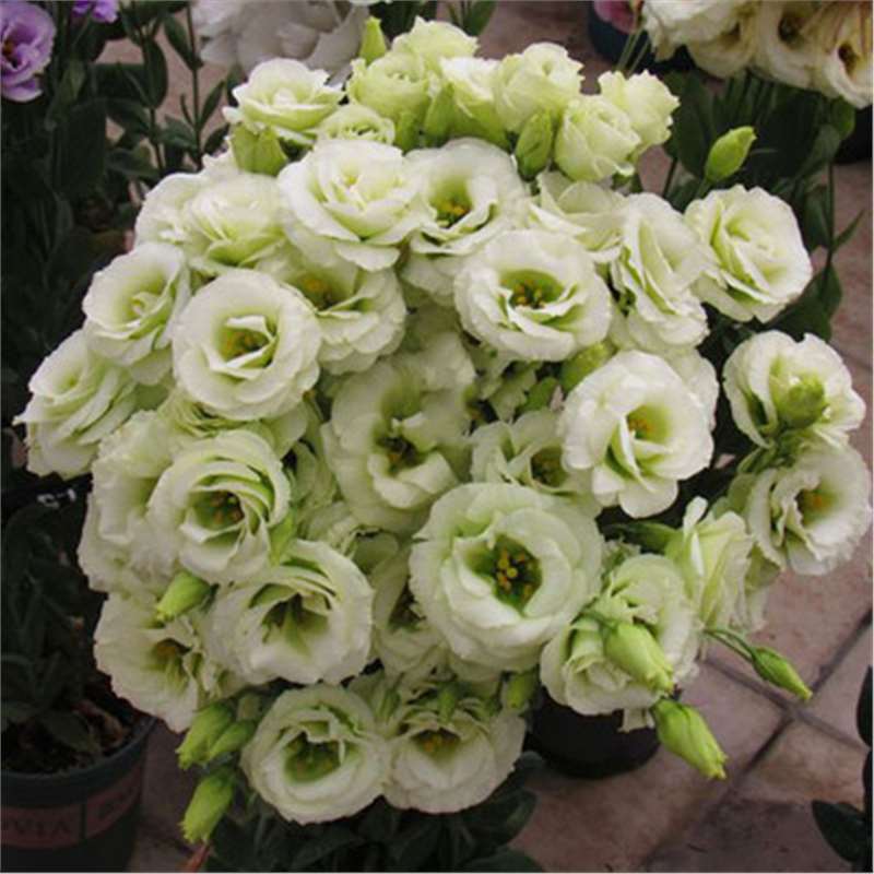 🌸 Lisianthus Seeds (Eustoma grandiflorum) — 200 Seeds per Pack